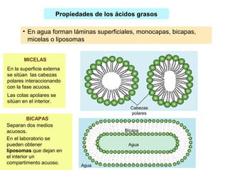 En los ácidos grasos saturados
se establecen puentes de H
entre sus grupos carboxilos e
interacciones de Van der Waals
entre los metilenos de sus
cadenas alifáticas.
Cuanto más largas sean las cadenas, habrá más
interacciones, lo que aumenta el punto de fusión, por lo
que son sólidos.
 