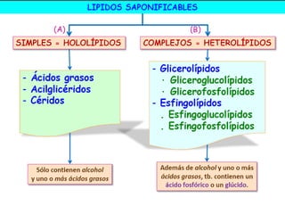 Los enlaces CIS son muy frecuentes en los
ac. grasos insaturados y provocan un
“acodamiento” de la molécula .
Los enlaces TRANS son mas frecuentes en los
ac. grasos parcialmente hidrogenados y son
altamente perjudiciales.
Grasas trans
Los ácidos grasos trans son grasas
manufacturadas creadas durante un proceso
llamado hidrogenación. Estos ácidos pueden
ser particularmente peligrosos para el corazón
y pueden ofrecer riesgo para el desarrollo de
ciertos cánceres.
Hidrogenación. Este proceso convierte algunos dobles enlaces de los aceites
vegetales en enlaces simples, lo que transforma los aceites en grasas
semisólidas, más atractivas para la industria alimentaria por su larga vida, su
estabilidad durante la fritura y por trabajarse más fácilmente que la mantequilla
 