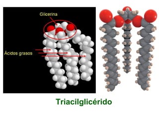 ACILGLICÉRIDOS
Moléculas que resultan de la esterificación entre la glicerina y
ácidos grasos. Pueden ser: monoacilglicéridos, diacilglicéridos o
triacilglicéridos.
Los acilglicéridos, grasas neutras o glicéridos tendrán, en líneas
generales, las mismas propiedades físico-químicas que sus ácidos
grasos constituyentes.
Funciones:
Actúan como sustancias de reserva en las vacuolas
de las células vegetales y en los adipocitos.
Ejercen función protectora.
Conservan el calor corporal.
Todos los acilglicéridos experimentan hidrólisis cuando hierven con
ácidos o con bases o, también, por acción de lipasas. Liberan la
glicerina y, si se trata de álcalis o bases, sales de ácidos grasos que
se denominan jabones ⇔ saponificación.
 