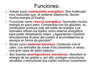 Carecen de polaridad, por ello también se llaman grasas neutras.
Según el tipo de ácidos grasos pueden ser:
Aceites (grasas vegetales): Con ácidos grasos insaturados. Ptos de
fusión bajos. Líquidos a Tª ambiente. Ejemplo: aceite de oliva (trioleina), girasol,
maíz…
Sebos (grasas animales): con ácidos grasos saturados. Sólidos a Tª
ambiente. Ptos de fusión altos.
Ejemplo: sebo de buey (triesterina)
Mantequillas: con ácidos grasos de cadena corta. Puntos de fusión
bajos. Semisólidos a Tª ambiente
↑40ºC ⇒ sebos
↓15ºC ⇒ aceites
15ºC – 40ºC ⇒ mantequillas
Los cerdos ibéricos, alimentados con bellotas
ingieren más cantidad de grasas
insaturadas y generan grasas más fluidas.
 