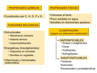PROPIEDADES QUÍMICAS
•Constituidos por C, H, O, P y S.
PROPIEDADES FÍSICAS
•Untuosos al tacto.
•Poco solubles en agua.
•Solubles en disolventes apolares.
FUNCIONES BIOLÓGICAS
•Estructurales
• Membranas celulares
• Aislante térmico
• Impermeabilizantes
•Energéticas (triacilglicéridos)
• Adipocitos en animales
• Semillas en vegetales
•Vitamínicas y hormonales
(esteroides).
CLASIFICACIÓN
(según su estructura molecular)
SAPONIFICABLES
INSAPONIFICABLES
•Grasas o acilglicéridos
•Ceras
•Fosfolípidos
•Esfingolípidos
•Terpenos
•Esteroides
•Eicosanoides o prostaglandinas
 