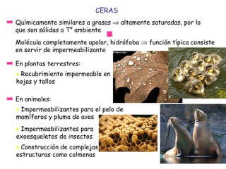 • Actúan como combustible energético. Son moléculas
muy reducidas que, al oxidarse totalmente, liberan
mucha energía (9 Kcal/g).
• Funcionan como reserva energética. Acumulan mucha
energía en poco peso. Comparada con los glúcidos, su
combustión produce más del doble de energía. Los
animales utilizan los lípidos como reserva energética
para poder desplazarse mejor. ¿Aguantarían nuestras
articulaciones el peso del cuerpo si acumulásemos la
energía en forma de glúcidos?
• Sirven como aislantes térmicos. Conducen mal el
calor. Los animales de zonas frías presentan, a veces,
una gran capa de tejido adiposo.
• Son buenos amortiguadores mecánicos. Absorben la
energía de los golpes y, por ello, protegen estructuras
sensibles o estructuras que sufren continuo rozamiento
Funciones:
 