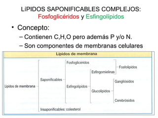 CERAS
Constituidos por la esterificación del glicerol con un ácidos graso de
cadena larga (en ambos casos de número par).
 