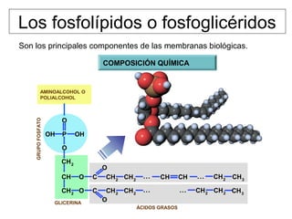CERAS
Químicamente similares a grasas ⇒ altamente saturadas, por lo
que son sólidas a T° ambiente
En plantas terrestres:
En animales:
• Impermeabilizantes para el pelo de
mamíferos y pluma de aves
• Impermeabilizantes para
exoesqueletos de insectos
• Construcción de complejas
estructuras como colmenas
• Recubrimiento impermeable en
hojas y tallos
Molécula completamente apolar, hidrófoba ⇒ función típica consiste
en servir de impermeabilizante
 