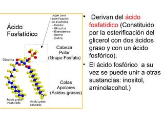LíPIDOS SAPONIFICABLES COMPLEJOS:
Fosfoglicéridos y Esfingolípidos
• Concepto:
– Contienen C,H,O pero además P y/o N.
– Son componentes de membranas celulares
 