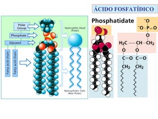 ESTRUCTURA DE LOS LIPIDOS SAPONIFICABLES COMPLEJOS
 