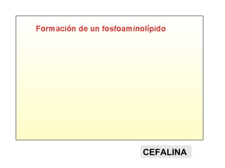 ÁCIDOS GRASOS
GRUPOFOSFATO
GLICERINA
CH O
O
C
CH2
CH2
O
O
C
O
O
P OHOH
CH2
CH2 CH2
CH2
CH2
CH2 CH2
CH3CH CH...
... ...
...
CH3
Los fosfolípidos o fosfoglicéridos
Son los principales componentes de las membranas biológicas.
AMINOALCOHOL O
POLIALCOHOL
COMPOSICIÓN QUÍMICA
 
