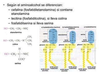 • Derivan del ácido
fosfatídico (Constituido
por la esterificación del
glicerol con dos ácidos
graso y con un ácido
fosfórico).
• El ácido fosfórico a su
vez se puede unir a otras
sustancias: inositol,
aminolacohol.)
 