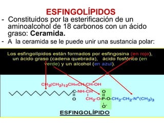 Importantes componentes estructurales de las membranas
celulares
 