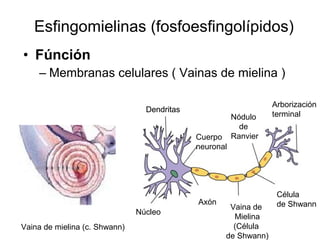 Esfingolípidos
Esfingosina
+
Ácido graso Ceramida+
 