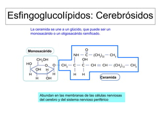 Esfingolípidos:
• Derivan de ceramida: esfingosina + Ác. Graso.
• 2 colas apolares + un grupo –OH que esterifica con
ác. Ortofosfórico (puede unirse a otros
compuestos).
Esfingoglucolípidos:
• Enlace O-glucosídico entre ceramida y
monosacáridos –cerebrósido, el más sencillo-.
• Aumentan la rigidez de la matriz fosfolipídica.
• Regulan el crecimiento y la diferenciación celular –
estimulan o inhiben la división celular-.
• Actúan como antígenos de membrana –sistema ABO
del grupo sanguíneo.
• Son lugares de anclaje de toxinas y patógenos
Esfingolípidos
 