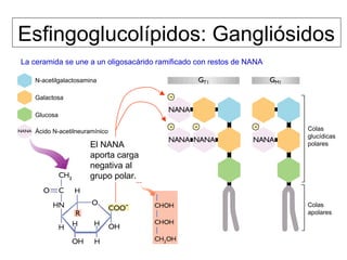 ESFINGOLÍPIDOS
- Constituidos por la esterificación de un
aminoalcohol de 18 carbonos con un ácido
graso: Ceramida.
- A la ceramida se le puede unir una sustancia polar:
 