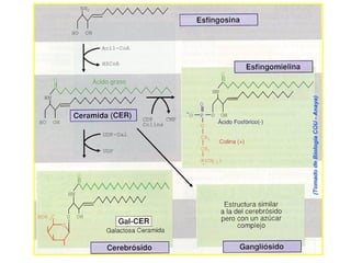 Esfingoglucolípidos: Cerebrósidos
La ceramida se une a un glúcido, que puede ser un
monosacárido o un oligosacárido ramificado.
Ceramida
Monosacárido
Abundan en las membranas de las células nerviosas
del cerebro y del sistema nervioso periférico
 