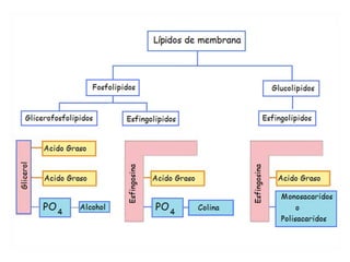 Esfingoglucolípidos: Gangliósidos
N-acetilgalactosamina
Galactosa
Glucosa
Ácido N-acetilneuramínico Colas
glucídicas
polares
Colas
apolares
La ceramida se une a un oligosacárido ramificado con restos de NANA
El NANA
aporta carga
negativa al
grupo polar.
 