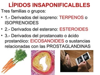 esfingoglucolípidos
• Función
– “antena glucídica” ⇒ función de relación
(reconocimiento celular)
Gangliosido
 