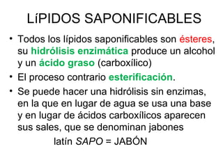 LíPIDOS SAPONIFICABLES
• Todos los lípidos saponificables son ésteres,
su hidrólisis enzimática produce un alcohol
y un ácido graso (carboxílico)
• El proceso contrario esterificación.
• Se puede hacer una hidrólisis sin enzimas,
en la que en lugar de agua se usa una base
y en lugar de ácidos carboxílicos aparecen
sus sales, que se denominan jabones
latín SAPO = JABÓN
 