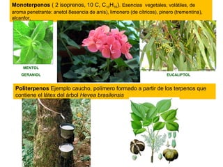 Isoprenoides o terpenos
Químicamente son derivados del isopreno y se clasifican
según el número de moléculas de isopreno que los forman.
POLITERPENOS
TETRATERPENO
(8)
TRITERPENOS
(6)
DITERPENOS (4)
MONOTERPENOS
(2)
 