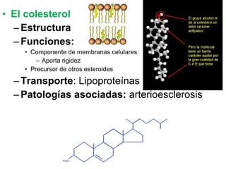 Esteroides
• Clasificación
– Hormonas sexuales
• Progesterona (gestágeno), Estradiol
(Estrógeno), Testosterona (andrógeno)
– Otras hormonas
• Aldosterona (reabsorción del Na), cortisol
(metabolismo de glúcidos)
– Esteroles
• Colesterol
• 7-Deshidrocolesterol y Ergosterol: + luz = vit. D
• Vit. D (D1, D2,D3....): Absorción y metabolismo del Ca
 