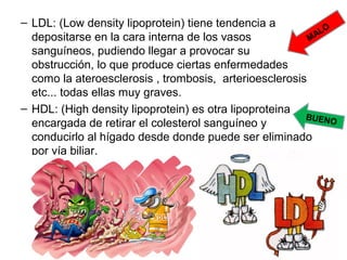 • El colesterol
–Estructura
–Funciones:
• Componente de membranas celulares:
– Aporta rigidez
• Precursor de otros esteroides
–Transporte: Lipoproteínas LDL y HDL
–Patologías asociadas: arterioesclerosis
 