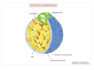 – LDL: (Low density lipoprotein) tiene tendencia a
depositarse en la cara interna de los vasos
sanguíneos, pudiendo llegar a provocar su
obstrucción, lo que produce ciertas enfermedades
como la ateroesclerosis , trombosis, arterioesclerosis
etc... todas ellas muy graves.
– HDL: (High density lipoprotein) es otra lipoproteina
encargada de retirar el colesterol sanguíneo y
conducirlo al hígado desde donde puede ser eliminado
por vía biliar.
MALO
BUENO
 