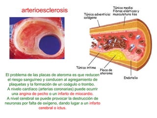 La elevación en la sangre del colesterol por encima de los
niveles normales recibe el nombre de hipercolesterolemia
y está asociada a problemas cardiovasculares.
La elevación del colesterol está determinada en algunos
casos por la herencia. En estos casos se habla de
"hipercolesterolemia familiar".
Sin embargo la inmensa mayoría de los casos de elevación
del colesterol en sangre se debe a la ingesta excesiva de
grasas de origen animal, al sedentarismo y a la obesidad.
 