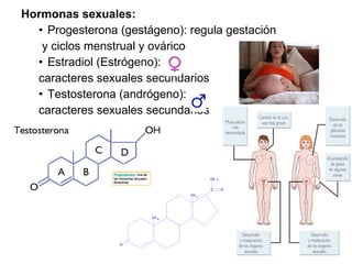 Hormona esteroidea Nombre Función
Ecdisona Muda de artrópodos
Sexuales
Femeninas
Progesterona
Regula el embarazo, el ciclo ovárico y
son precursores metabólicos de las
demás hormonas esteroideas
Estrógenos
(estradiol)
Fomenta el desarrollo sexual femenino y
mantiene los caracteres sexuales
femeninos
Masculinas Testosterona
Fomenta el desarrollo sexual masculino
y mantiene los caracteres sexuales
masculinos
Suprarrenales
o corticoides
Glucocorticoides
Cortisol
Cortisona
Fomentan la gluconeogénesis y, a dosis
elevadas, son inmunodepresores.
Mineralocorticoides
Aldosterona
Regula el equilibrio iónico en el interior
del organismo
 