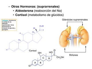 Hormonas sexuales:
• Progesterona (gestágeno): regula gestación
y ciclos menstrual y ovárico
• Estradiol (Estrógeno):
caracteres sexuales secundarios
• Testosterona (andrógeno):
caracteres sexuales secundarios
 
