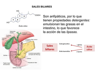 • 7-Deshidrocolesterol (animales)
+ luz UV = vit. D
• Ergosterol (hongos y levaduras)
• Fitoesteroles (vegetales): componentes de membrana
• Vit. D (D1, D2,D3....): Absorción y metabolismo del Ca
 