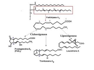 •Existen 3 tipos de eicosanoides:
–Prostaglandinas. Algunas provocan la
contracción de músculo liso y se usan
para provocar el parto.
–Tromboxanos. Promueven la agregación
plaquetaria (coagulación).
–Leucotrienos. Mediadores locales en
respuestas alérgicas e inflamatorias.
 