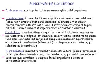 FUNCIONES DE LOS LÍPIDOS
F. de reserva: son la principal reserva energética del organismo
F. estructural: forman las bicapas lipídicas de membranas celulares.
Recubren y proporcionan consistencia a los órganos, y protegen
mecánicamente estructuras o son aislantes térmicos como el tejido
adiposo. Forman cubiertas impermeables en plantas o animales
F. catalítica: aportan vitaminas que facilitan el trabajo de enzimas en
las reacciones biológicas. En ausencia de la vitamina, la enzima no puede
funcionar con todos los perjuicios que puede ocasionar. Ej. retinoides
(vitamina A), tocoferoles (vitamina E), naftoquinonas (vitamina K) y
calciferoles (vitamina D).
F. informativa: muchas hormonas tienen estructura lipídica (esteroides,
prostaglandinas, leucotrienos, calciferoles, etc) y constituyen señales
químicas que permiten la adaptación del organismo a diversas
condiciones ambientales
 