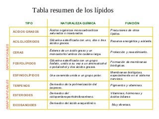 Tabla resumen de los lípidos
SAPONIFICABLESINSAPONIFICABLES
ÁCIDOS GRASOS
Ácidos orgánicos monocarboxílicos
saturados o insaturados.
ACILGLICÉRIDOS
Glicerina esterificada con uno, dos o tres
ácidos grasos.
CERAS
Ésteres de un ácido graso y un
monoalcohol ambos de cadena larga.
FOSFOLÍPIDOS
Glicerina esterificada con un grupo
fosfato, unido a su vez a un aminoalcohol
o polialcohol y dos ácidos grasos.
ESFINGOLÍPIDOS Una ceramida unida a un grupo polar.
TERPENOS Derivados de la polimerización del
isopreno.
ESTEROIDES
Derivados del
ciclopentanoperhidrofenantreno.
EICOSANOIDES
Derivados del ácido araquidónico.
Precursores de otros
lípidos.
Reserva energética y aislante.
Protección y revestimiento.
Formación de membranas
biológicas.
Membranas biológicas,
especialmente en el sistema
nervioso.
Pigmentos y vitaminas.
Vitaminas, hormonas y
ácidos biliares
Muy diversas.
NATURALEZA QUÍMICA FUNCIÓNTIPO
 