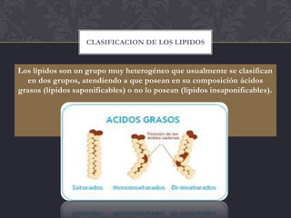 CLASIFICACION DE LOS LIPIDOS


Los lípidos son un grupo muy heterogéneo que usualmente se clasifican
   en dos grupos, atendiendo a que posean en su composición ácidos
grasos (lípidos saponificables) o no lo posean (lípidos insaponificables).
 