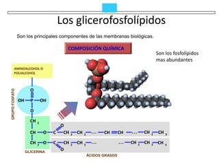 Los glicerofosfolípidos
                Son los principales componentes de las membranas biológicas.

                                           COMPOSICIÓN QUÍMICA
                                                                                                     Son los fosfolípidos
                                                                                                     mas abundantes
         AMINOALCOHOL O
         POLIALCOHOL



                       O
GRUPO FOSFATO




                OH     P        OH

                       O

                       CH   2
                                       O
                       CH        O   C  CH     2
                                                   CH   2
                                                              ...   CH      CH    ...       CH   2   CH   3

                       CH   2
                                 O   C    CH   2
                                                   CH   2
                                                              ...           ...   CH    2
                                                                                            CH   2   CH   3

                     GLICERINA
                                         O
                                                            ÁCIDOS GRASOS
 
