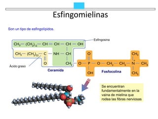 Esfingomielinas
Son un tipo de esfingolípidos.


                                        Esfingosina




Ácido graso
                         Ceramida            Fosfocolina



                                             Se encuentran
                                             fundamentalmente en la
                                             vaina de mielina que
                                             rodea las fibras nerviosas
 