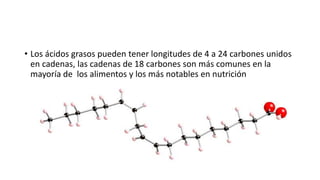• Los ácidos grasos pueden tener longitudes de 4 a 24 carbones unidos
  en cadenas, las cadenas de 18 carbones son más comunes en la
  mayoría de los alimentos y los más notables en nutrición
 
