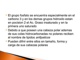  El grupo fosfato se encuentra especialmente en el
carbono 3 y en los demas grupos hidroxilo estan
en pocision 2 el Ac. Graso insaturado y en la
primera uno saturado
 Debido a que poseen una cabeza polar ademas
de sus colas hidrocarbonadas no polares reciben
el nombre de lipidos anfipaticos
 Pueden difirir entre ellos en tamaño, forma y
carga de sus cabezas polares
 
