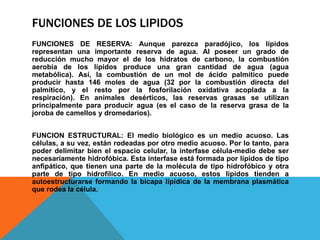 FUNCIONES DE LOS LIPIDOS
FUNCIONES DE RESERVA: Aunque parezca paradójico, los lípidos
representan una importante reserva de agua. Al poseer un grado de
reducción mucho mayor el de los hidratos de carbono, la combustión
aerobia de los lípidos produce una gran cantidad de agua (agua
metabólica). Así, la combustión de un mol de ácido palmítico puede
producir hasta 146 moles de agua (32 por la combustión directa del
palmítico, y el resto por la fosforilación oxidativa acoplada a la
respiración). En animales desérticos, las reservas grasas se utilizan
principalmente para producir agua (es el caso de la reserva grasa de la
joroba de camellos y dromedarios).
FUNCION ESTRUCTURAL: El medio biológico es un medio acuoso. Las
células, a su vez, están rodeadas por otro medio acuoso. Por lo tanto, para
poder delimitar bien el espacio celular, la interfase célula-medio debe ser
necesariamente hidrofóbica. Esta interfase está formada por lípidos de tipo
anfipático, que tienen una parte de la molécula de tipo hidrofóbico y otra
parte de tipo hidrofílico. En medio acuoso, estos lípidos tienden a
autoestructurarse formando la bicapa lipídica de la membrana plasmática
que rodea la célula.

 