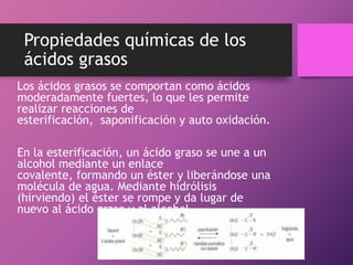 Propiedades químicas de los
ácidos grasos
Los ácidos grasos se comportan como ácidos
moderadamente fuertes, lo que les permite
realizar reacciones de
esterificación, saponificación y auto oxidación.
En la esterificación, un ácido graso se une a un
alcohol mediante un enlace
covalente, formando un éster y liberándose una
molécula de agua. Mediante hidrólisis
(hirviendo) el éster se rompe y da lugar de
nuevo al ácido graso y al alcohol.

 