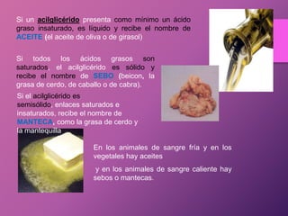 Si un acilglicérido presenta como mínimo un ácido
graso insaturado, es líquido y recibe el nombre de
ACEITE (el aceite de oliva o de girasol)
Si todos los ácidos grasos son
saturados, el acilglicérido es sólido y
recibe el nombre de SEBO (beicon, la
grasa de cerdo, de caballo o de cabra).
Si el acilglicérido es
semisólido, enlaces saturados e
insaturados, recibe el nombre de
MANTECA, como la grasa de cerdo y
la mantequilla
En los animales de sangre fría y en los
vegetales hay aceites
y en los animales de sangre caliente hay
sebos o mantecas.

 