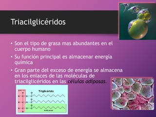 Triacilglicéridos
• Son el tipo de grasa mas abundantes en el
cuerpo humano
• Su función principal es almacenar energía
química
• Gran parte del exceso de energía se almacena
en los enlaces de las moléculas de
triacilglicéridos en las células adiposas.

 