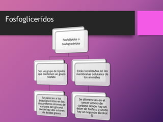 Fosfoglicerídos

 