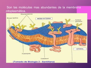 Son las moléculas mas abundantes de la membrana
citoplasmática.

 