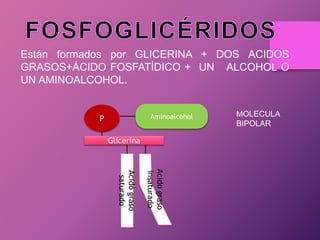 Están formados por GLICERINA + DOS ACIDOS
GRASOS+ÁCIDO FOSFATÍDICO + UN ALCOHOL O
UN AMINOALCOHOL.
Aminoalcohol

P
Glicerina

MOLECULA
BIPOLAR

Acido graso
insaturado

Acido graso
saturado

 