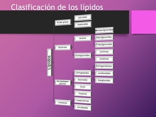 Clasificación de los lípidos

 