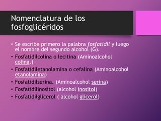 Nomenclatura de los
fosfoglicéridos
• Se escribe primero la palabra fosfatidil y luego
el nombre del segundo alcohol (G).
• Fosfatidilcolina o lecitina (Aminoalcohol
colina.)
• Fosfatidiletanolamina o cefalina (Aminoalcohol
etanolamina)
• Fosfatidilserina. (Aminoalcohol serina)
• Fosfatidilinositol (alcohol inositol)
• Fosfatidilglicerol ( alcohol glicerol)

 