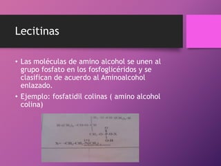 Lecitinas
• Las moléculas de amino alcohol se unen al
grupo fosfato en los fosfoglicéridos y se
clasifican de acuerdo al Aminoalcohol
enlazado.
• Ejemplo: fosfatidil colinas ( amino alcohol
colina)

 