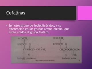 Cefalinas
• Son otro grupo de fosfoglicéridos, y se
diferencian en los grupos amino-alcohol que
están unidos al grupo fosfato.

 