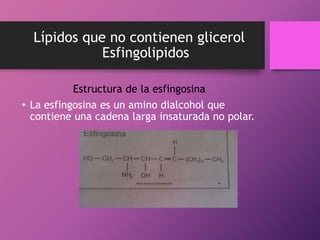 Lípidos que no contienen glicerol
Esfingolipidos
Estructura de la esfingosina
• La esfingosina es un amino dialcohol que
contiene una cadena larga insaturada no polar.

 
