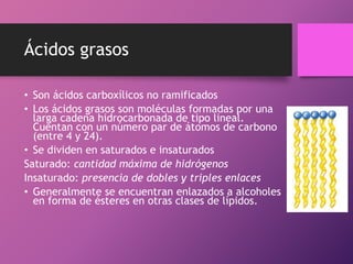Ácidos grasos
• Son ácidos carboxílicos no ramificados
• Los ácidos grasos son moléculas formadas por una
larga cadena hidrocarbonada de tipo lineal.
Cuentan con un número par de átomos de carbono
(entre 4 y 24).
• Se dividen en saturados e insaturados
Saturado: cantidad máxima de hidrógenos
Insaturado: presencia de dobles y triples enlaces
• Generalmente se encuentran enlazados a alcoholes
en forma de ésteres en otras clases de lípidos.

 