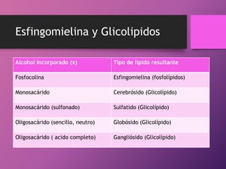 Esfingomielina y Glicolipidos
Alcohol incorporado (x)

Tipo de lípido resultante

Fosfocolina

Esfingomielina (fosfolípidos)

Monosacárido

Cerebrósido (Glicolípido)

Monosacárido (sulfonado)

Sulfatido (Glicolípido)

Oligosacárido (sencillo, neutro)

Globósido (Glicolípido)

Oligosacárido ( acido completo)

Gangliósido (Glicolípido)

 